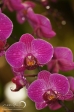 Orchid